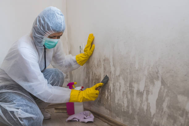 Professional Mold Remediation in New Carlisle, OH