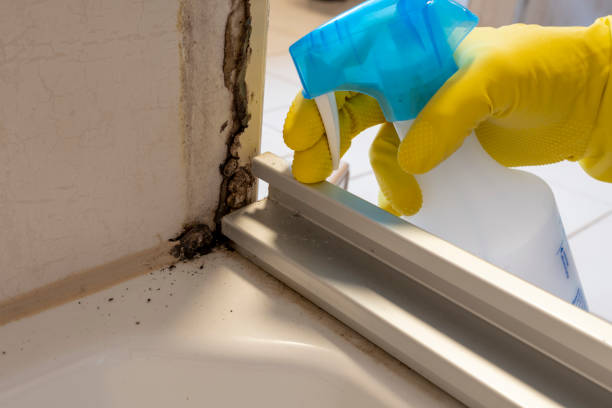 Best Mold Testing and Inspection Services in New Carlisle, OH