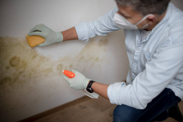 Best DIY Mold Remediation Support Services in New Carlisle, OH
