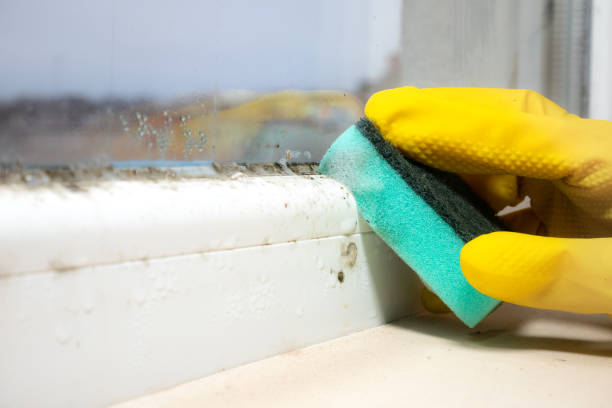 Best Residential Mold Remediation in New Carlisle, OH